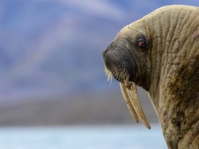 walrus-close-up-768x432