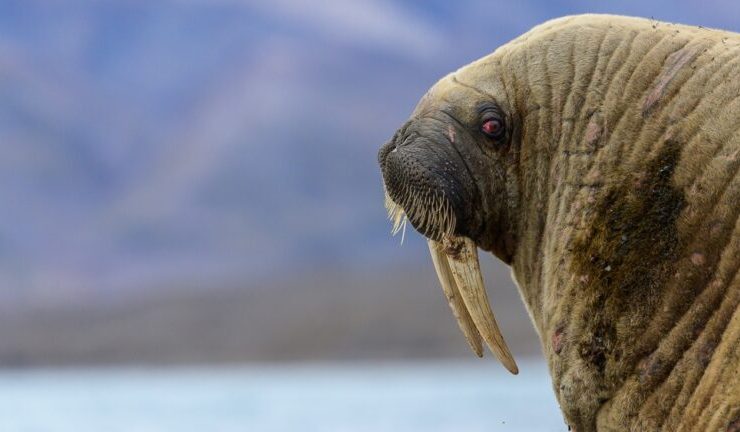 walrus-close-up-768x432